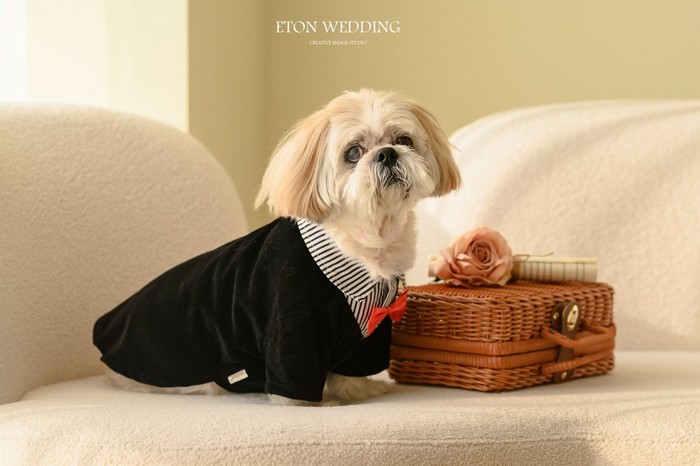 寵物寫真,寵物攝影,寵物照,毛孩照,紀念照